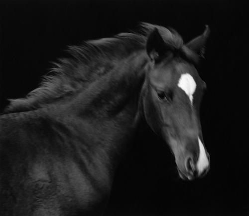 Horses 064 